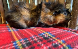 Guinea Pig rodents for sale: Beautiful pairs of male Abyssinian guinea pigs - Image 7
