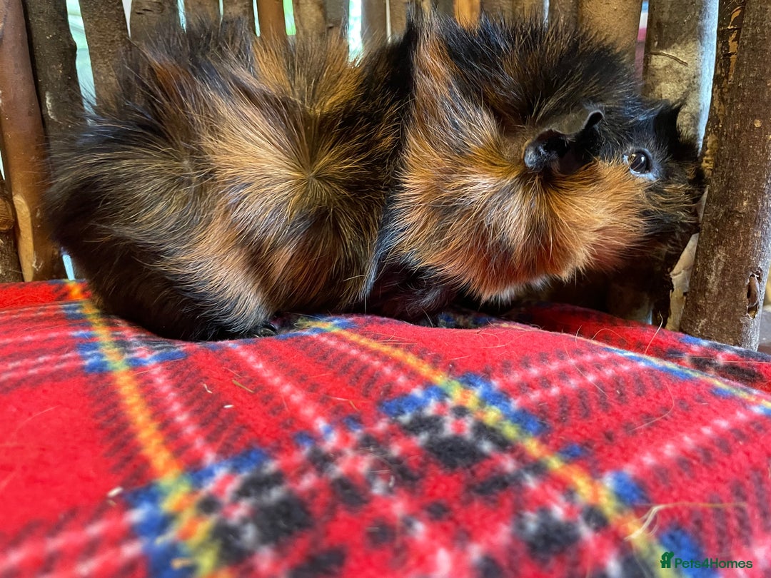 Guinea Pig rodents for sale: Beautiful pairs of male Abyssinian guinea pigs - Image 7