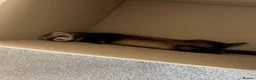Ferret rodents for sale: 13 week old Female Ferret - Advert 5