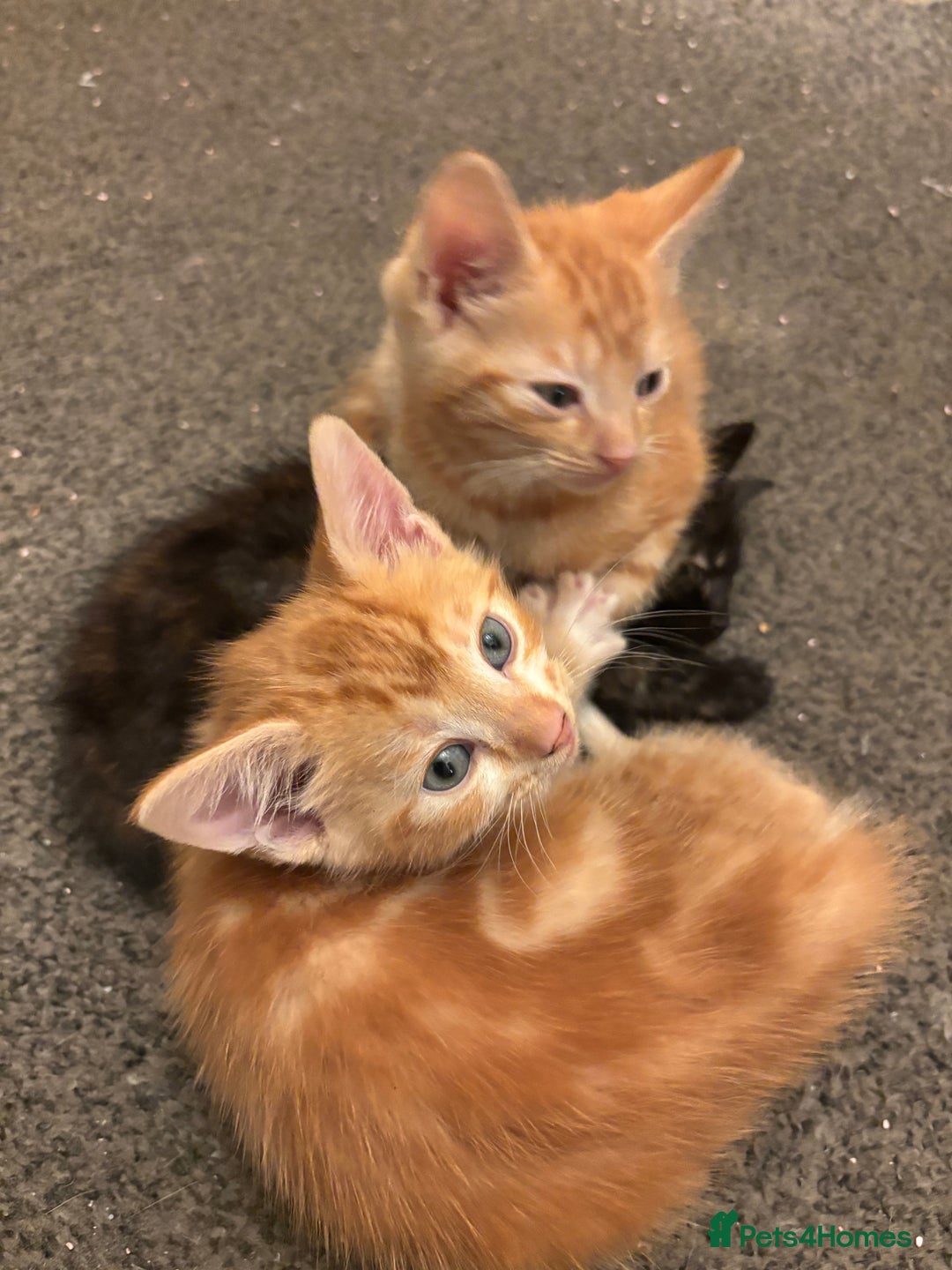 Mixed Breed cats for sale: Four gorgeous kittens ready by  **   - Advert 2
