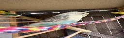 Budgerigars birds for sale: Budgie  - Advert 3