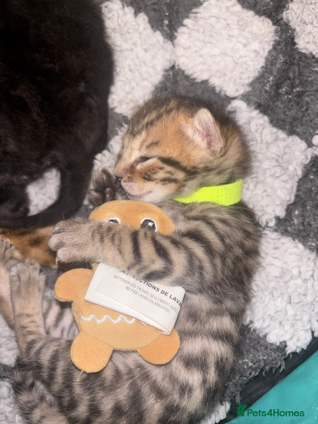 Bengal cats for sale: 3 Beautiful unique Bengal Babies  - Advert 19