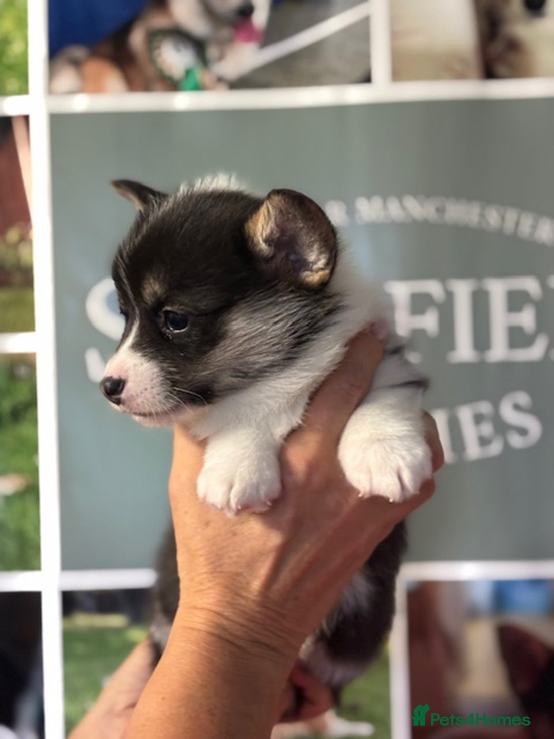 Welsh Corgi Pembroke dogs for sale: Tri coloured quality pedigree puppies available - Advert 3