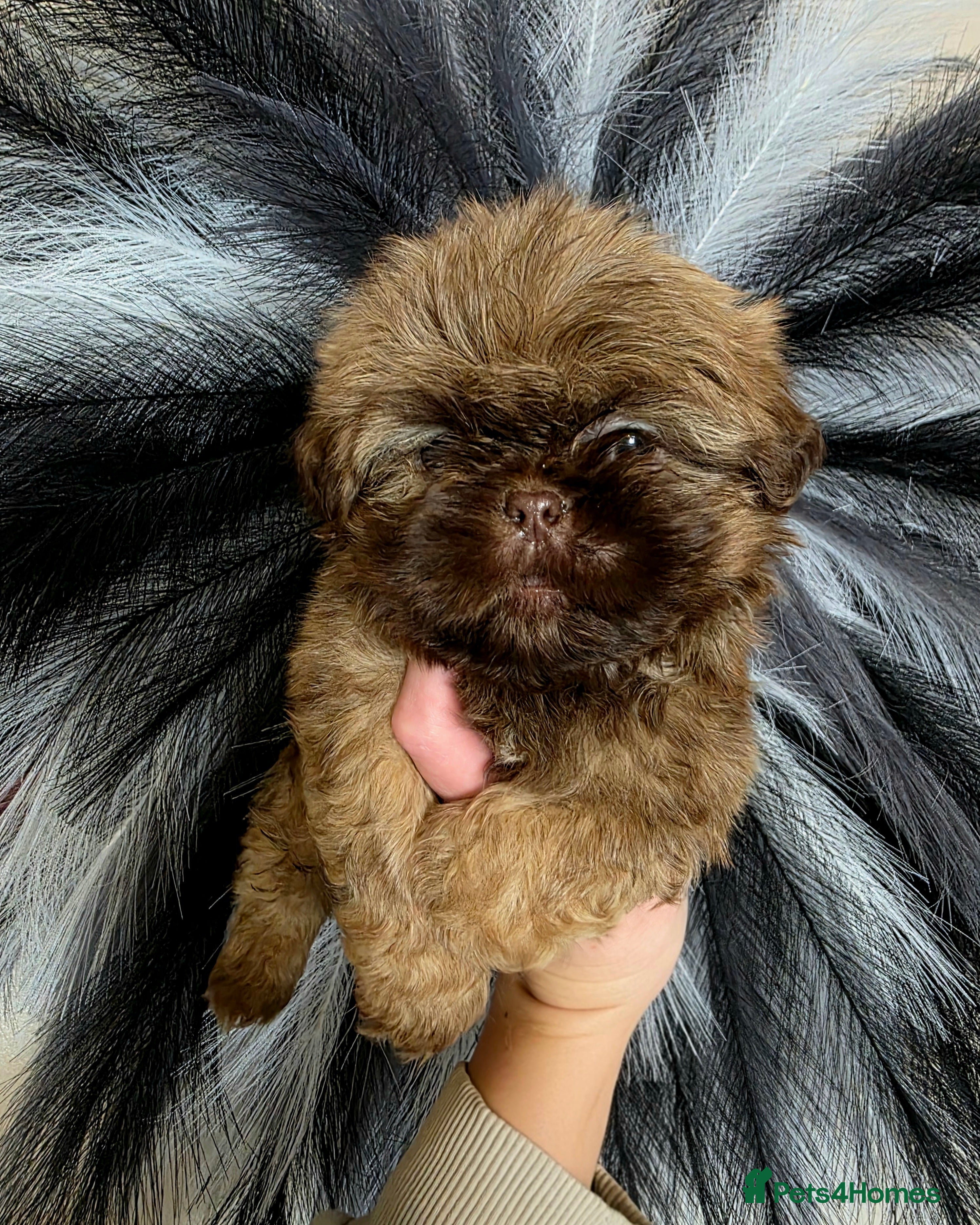 Shih Tzu dogs Beautiful Shihtzu boys chocolate sable choc parti - Advert 4