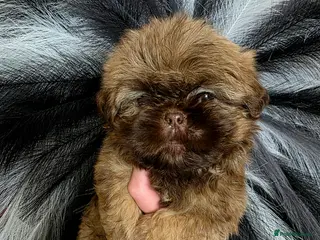 Shih Tzu dogs Beautiful Shihtzu boys chocolate sable choc parti - Advert 4