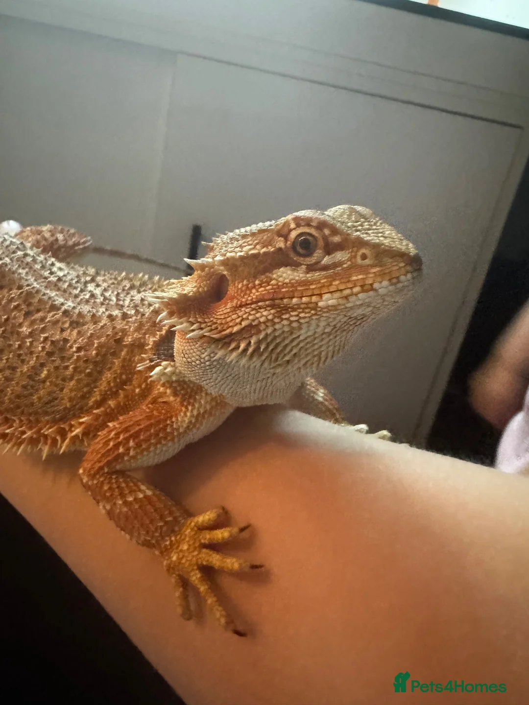 Bearded Dragon reptiles for sale: Zog the bearded dragon  in Leamington Spa - Advert 1