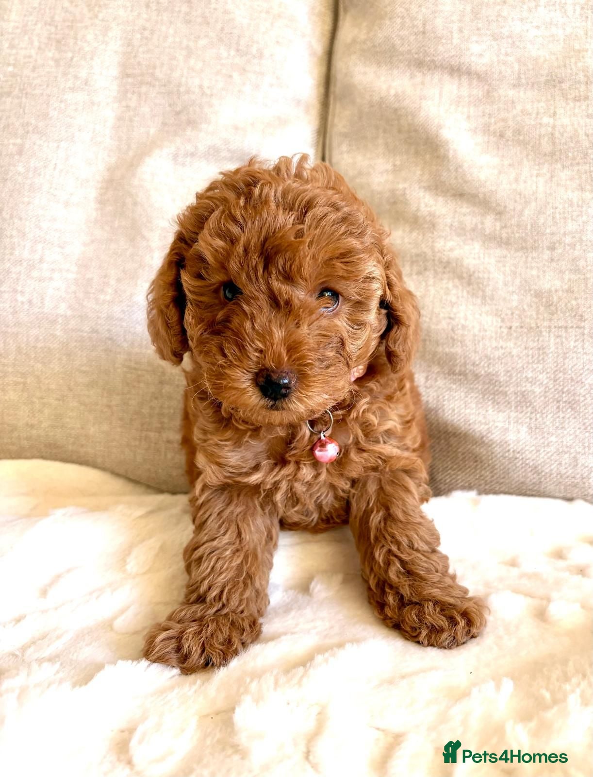 Toy Poodle dogs 3 lovely Toy Poodles  - Advert 1