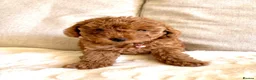 Toy Poodle dogs for sale: 3 lovely Toy Poodles  - Advert 1