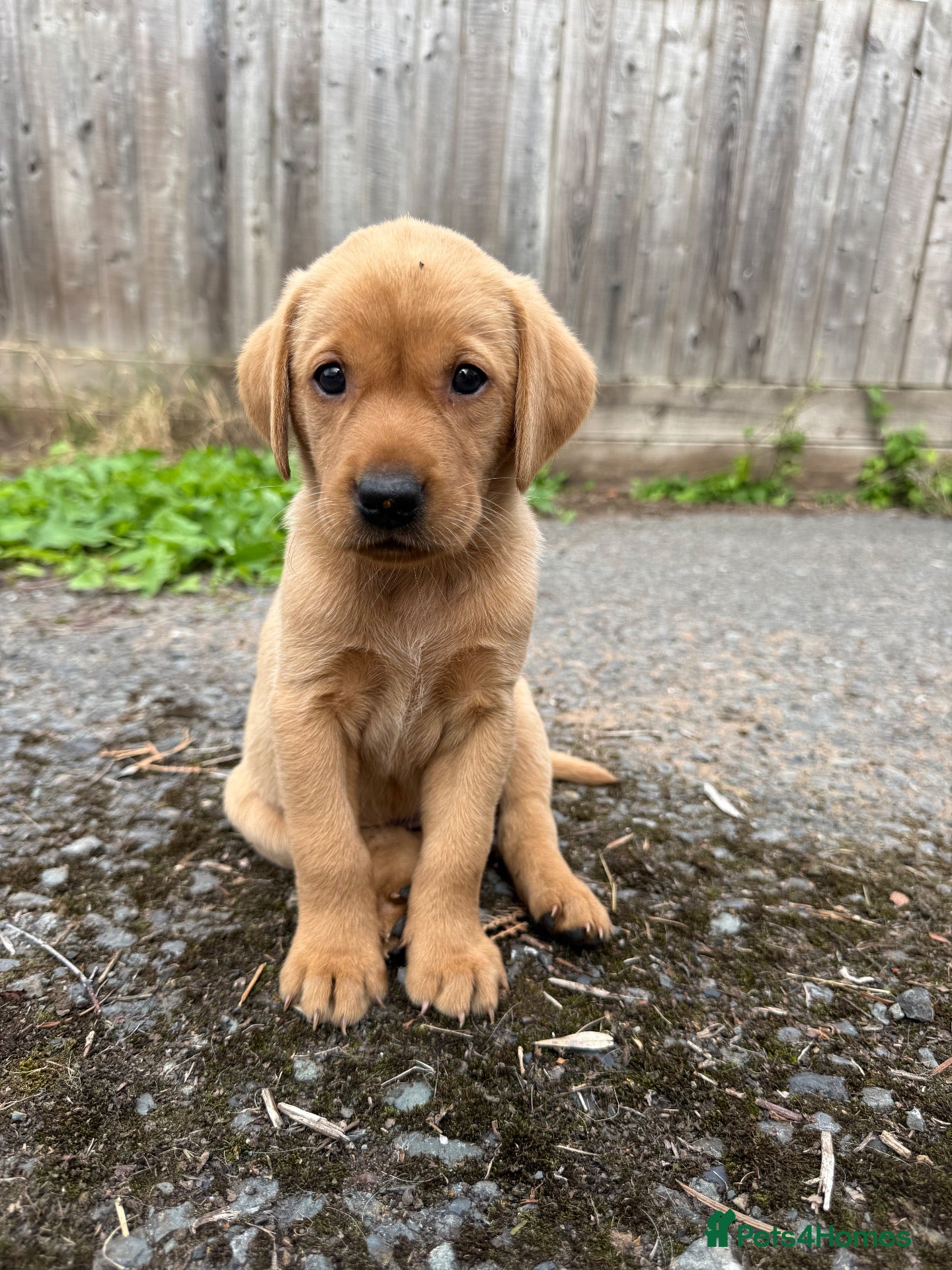 Labrador Retriever dogs Beautiful fox red Labrador puppies  - Advert 8