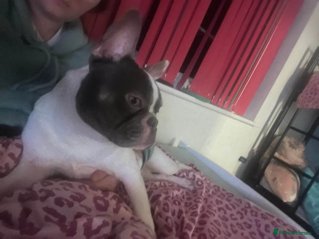 French Bulldog dogs for sale: French bulldog  in Bristol - Advert 2