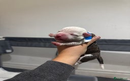 Mixed Breed dogs for sale: American bulldog cross Staffy pups - Image 10