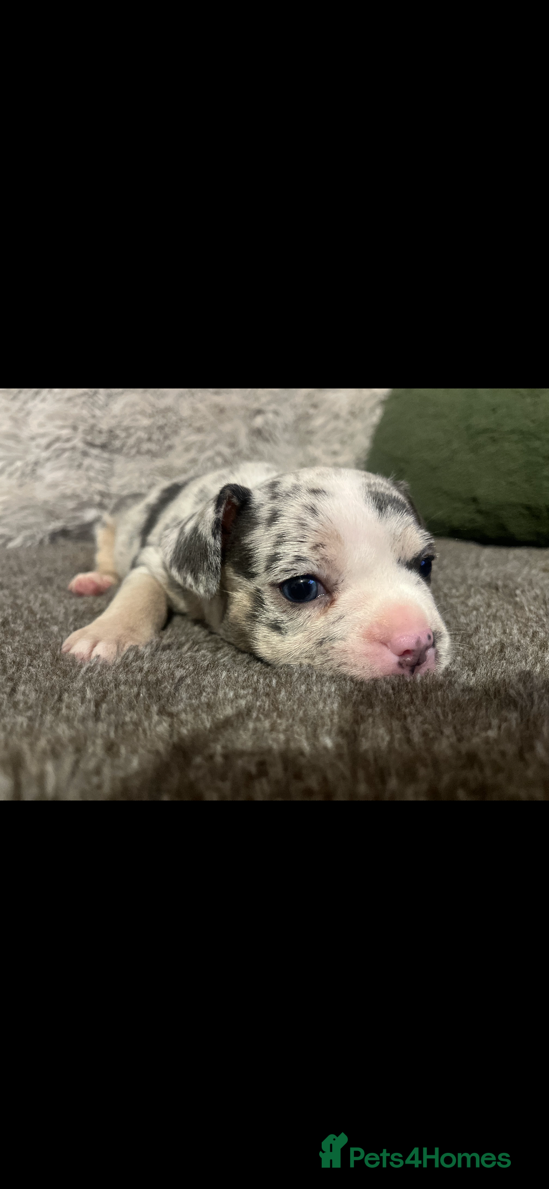 Mixed Breed dogs for sale:  French bulldog 1/4 chihuahua puppies  - Advert 8