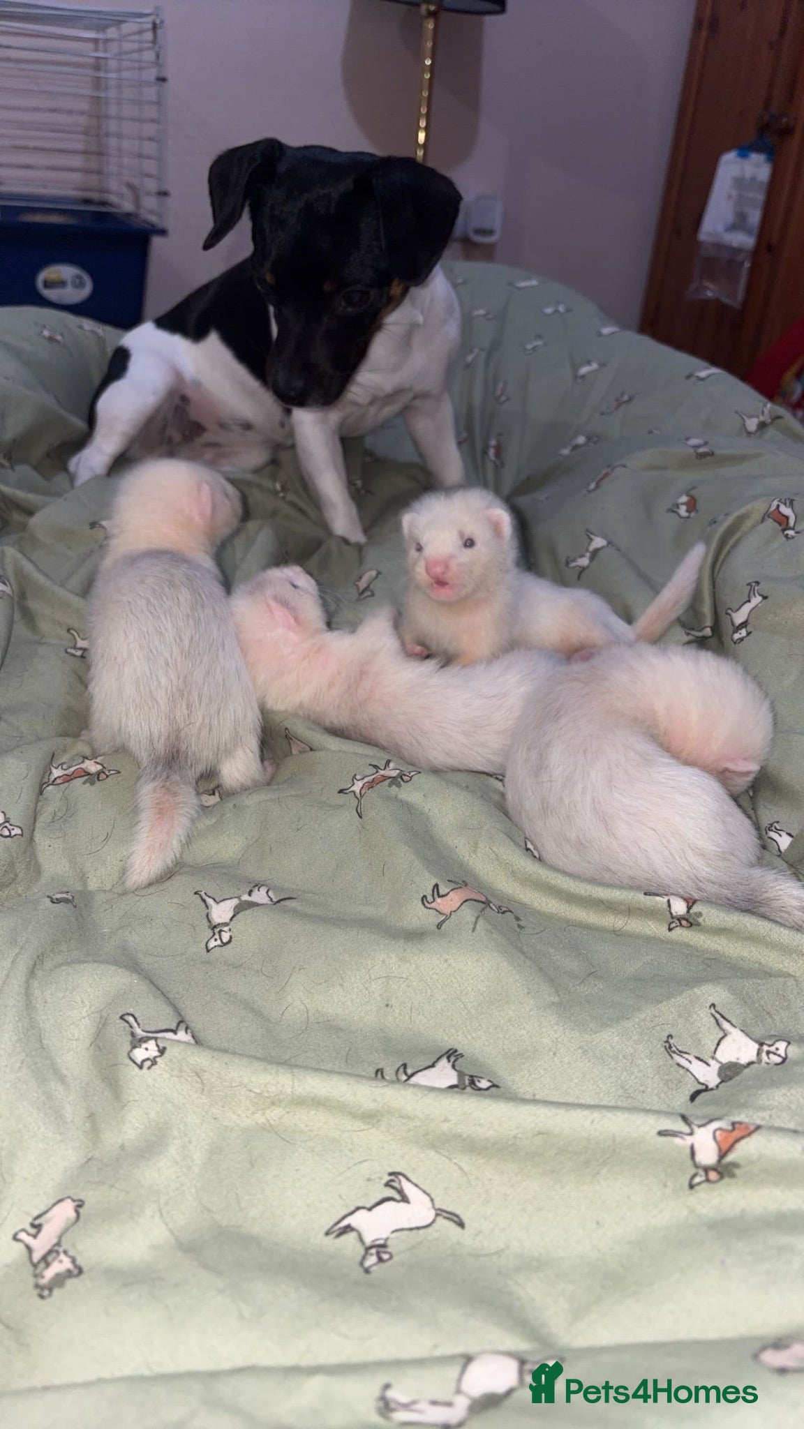 Ferret rodents ferret kits  - Advert 1