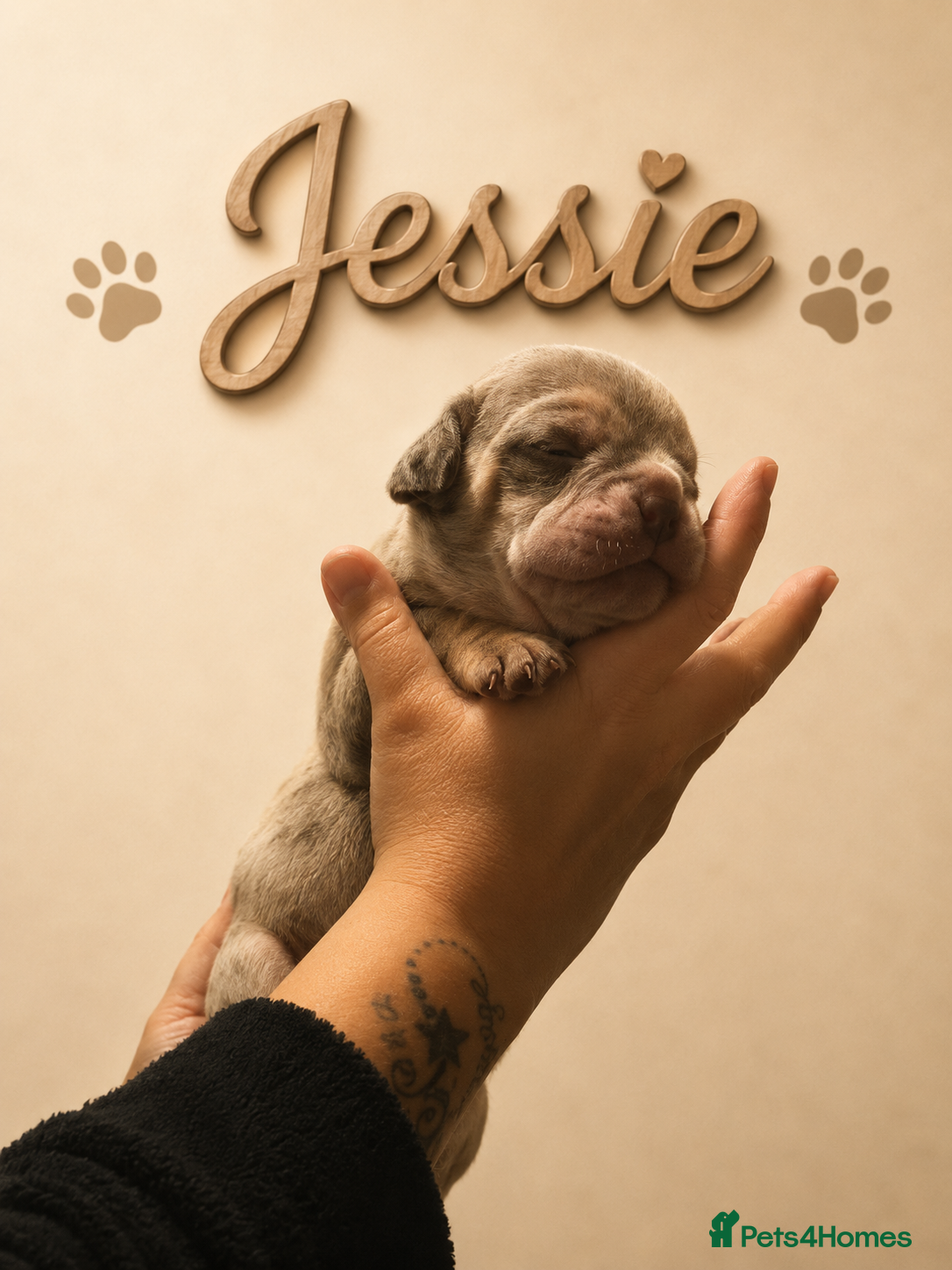 Dorset Olde Tyme Bulldogge dogs ⭐️Beautiful olde English bulldog puppies ⭐️ - Advert 2