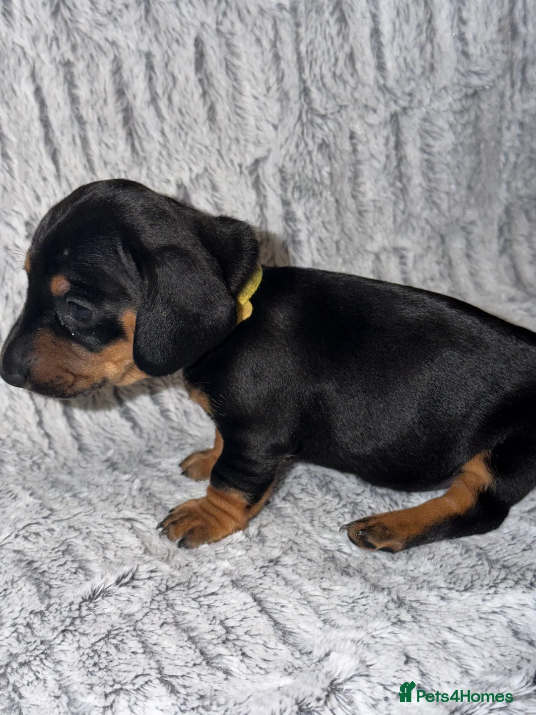 Dachshund dogs for sale: ONLY 1 DACHSHUND FEMALE LEFT DOLLY - Advert 19