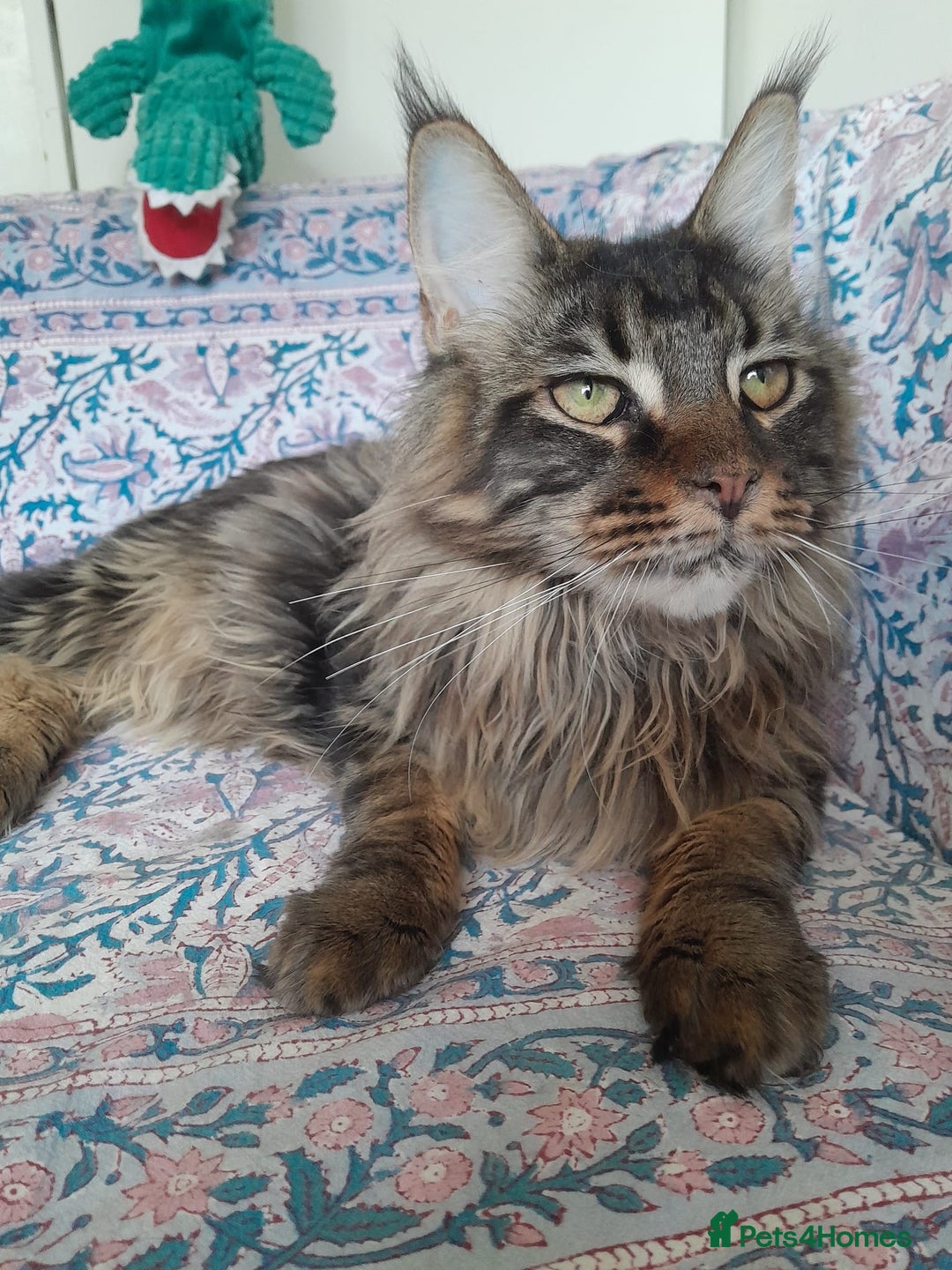 Maine Coon cats for sale: brown classic tabby girl TICA maine coon - Advert 4