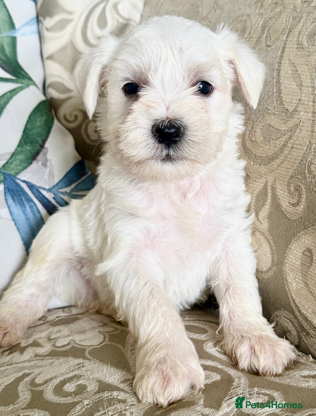 Miniature Schnauzer dogs for sale: Absolutely Stunning Healthy Mini Schnauzers  - Image 10