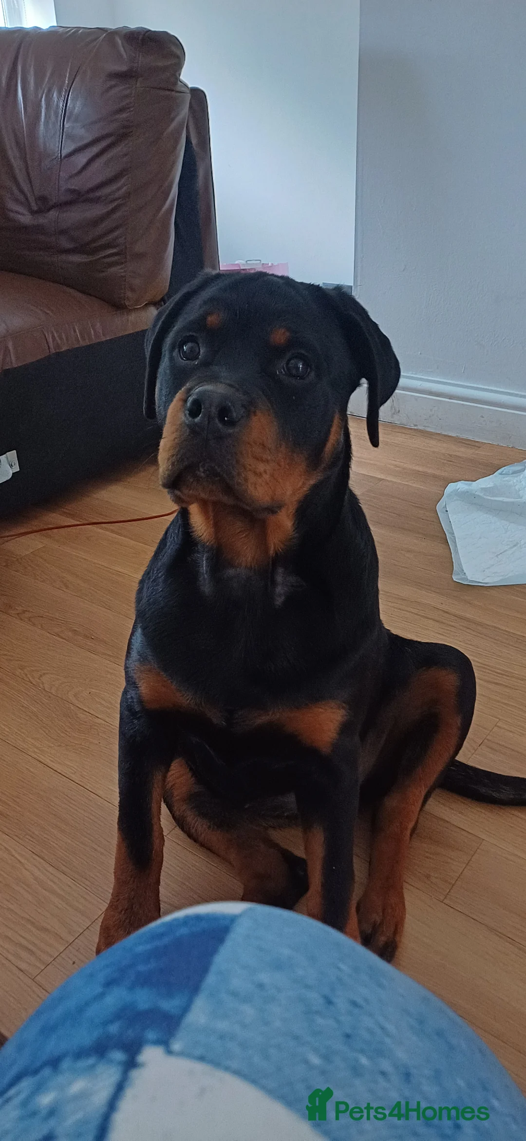 Rottweiler dogs for sale: Female Rottweiler  - Advert 4