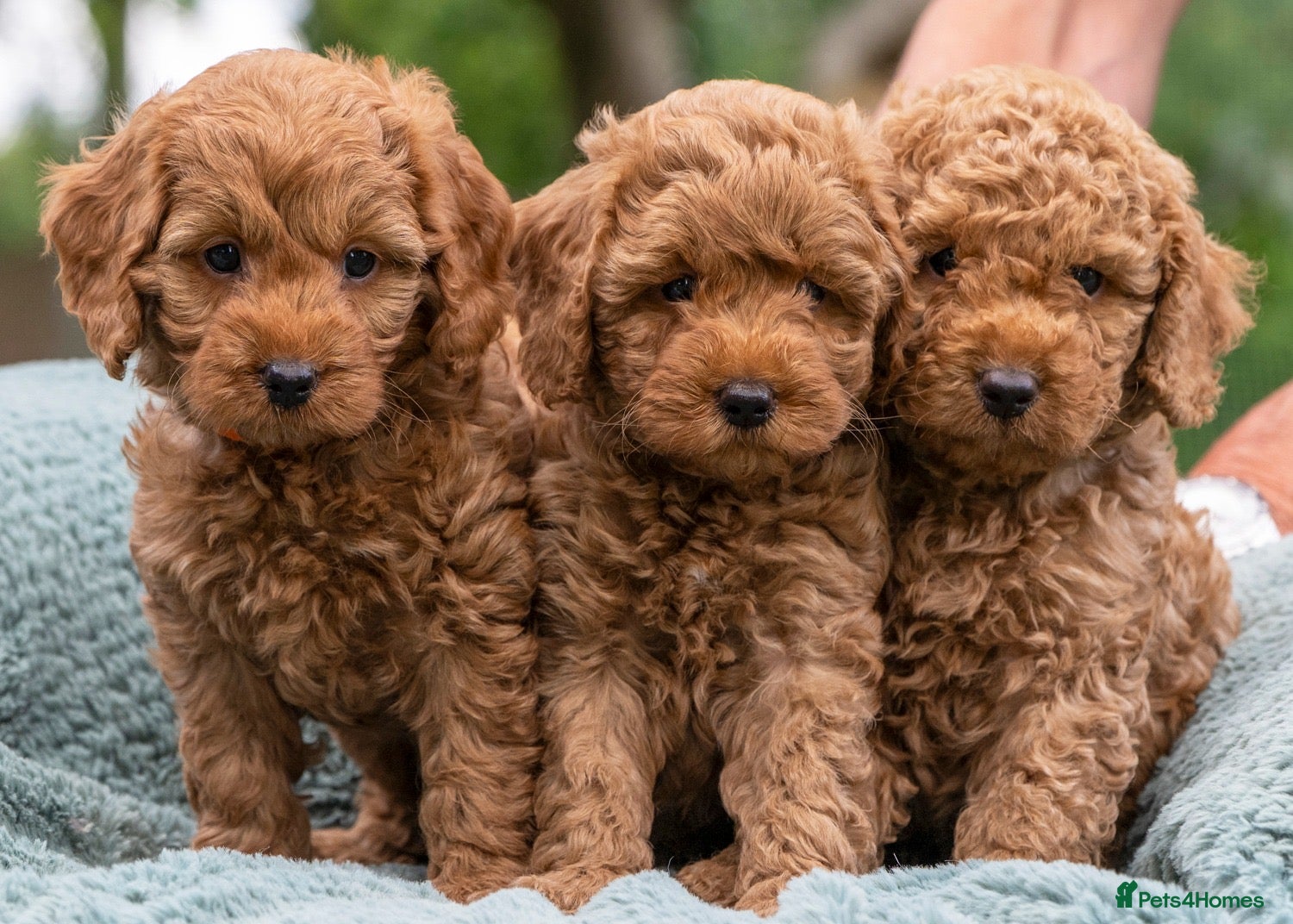Australian Labradoodle dogs Australian Labradoodle puppies - Advert 2