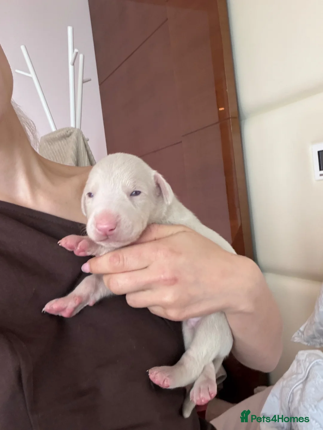Dobermann dogs for sale: Stunning white doberman puppies for sale! in London - Advert 5
