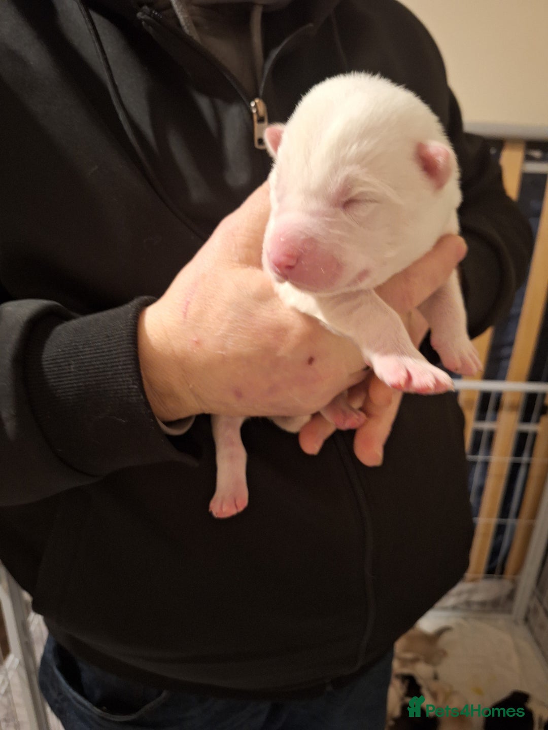 Siberian Husky dogs for sale: 7 SIBERIAN HUSKYS, 4 BOYS, 3 GIRLS - Advert 11