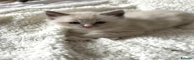 Pink Nose Blue Lynx Kitten