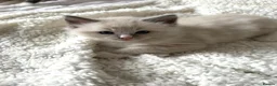 Ragdoll cats for sale: Adorable Ragdoll Kittens Looking For A New Home - Advert 15