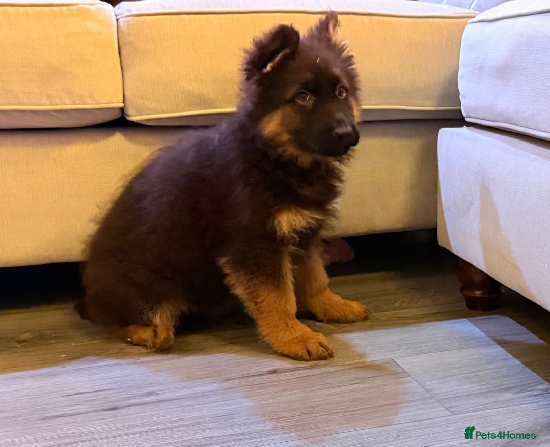 German Shepherd dogs for sale: Kc Registered Long Haired German Shepherd Puppies - Advert 18