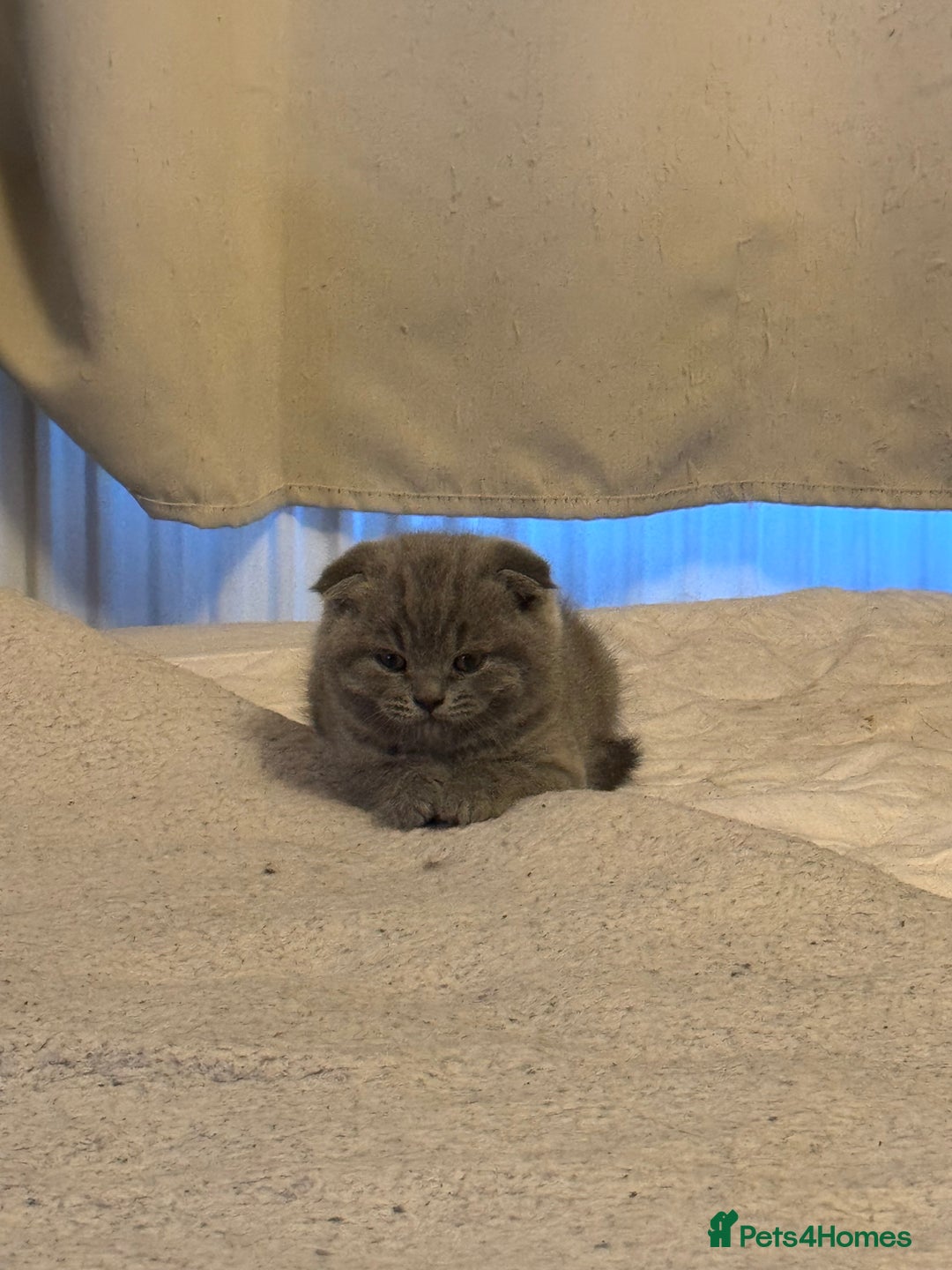 British Shorthair cats for sale: Kittens  - Advert 10