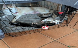 Siberian Husky dogs for sale: Siberian Husky puppies for sale  - Image 7