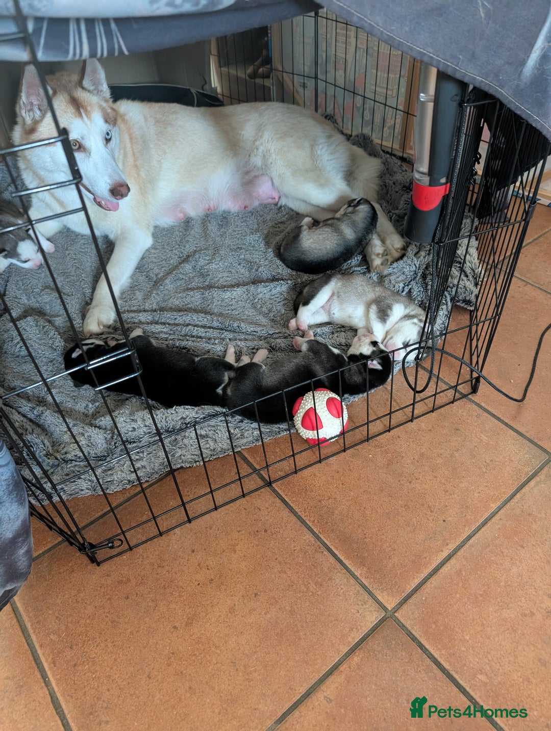 Siberian Husky dogs for sale: Siberian Husky puppies for sale  - Image 7