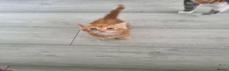 Mixed Breed cats for sale: 4 adorable kittens  - Advert 22