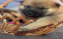 Japanese Shiba Inu dogs for sale: Adorable Japanese Shiba Inu Puppy Little Sunshine  - Image 12