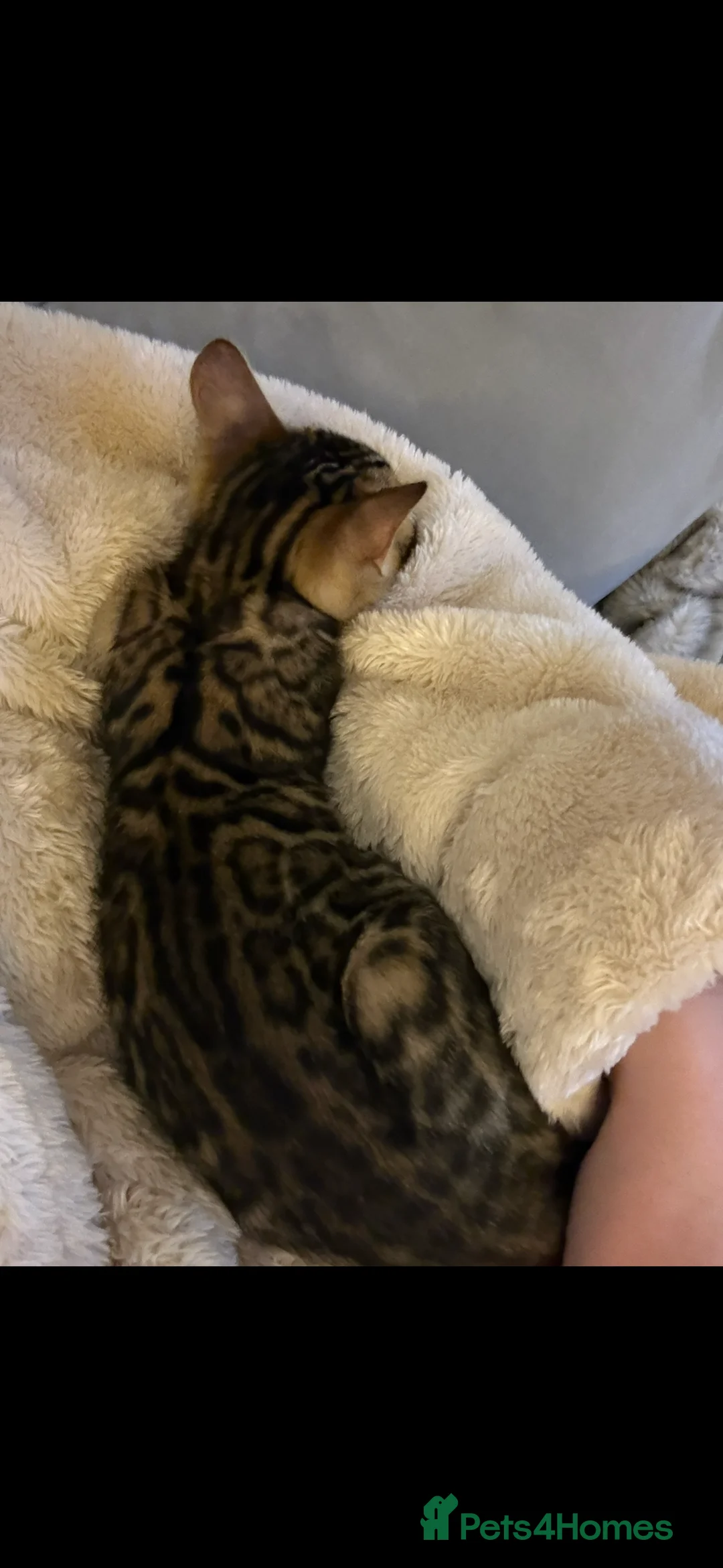 Bengal cats for sale: Beautiful little Bengal girl 🤎 - Advert 4