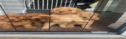 Cavapoo dogs for sale: 5 Beautiful Cavapoos from a family home.  - Advert 19