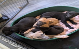 Lurcher dogs for sale: Lurcher pups ready to go to there forever home - Image 20