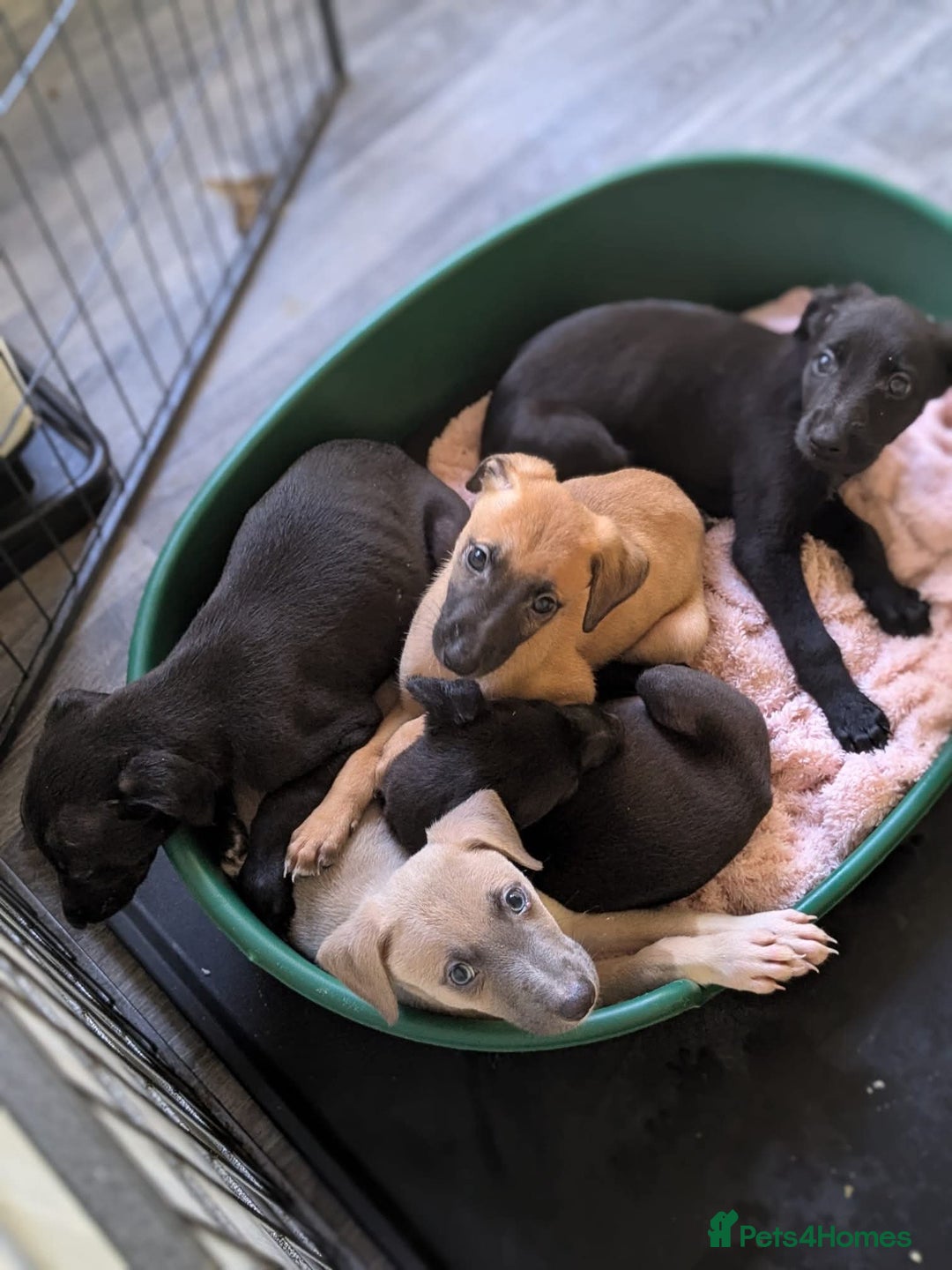 Lurcher dogs for sale: Lurcher pups ready to go to there forever home - Image 20