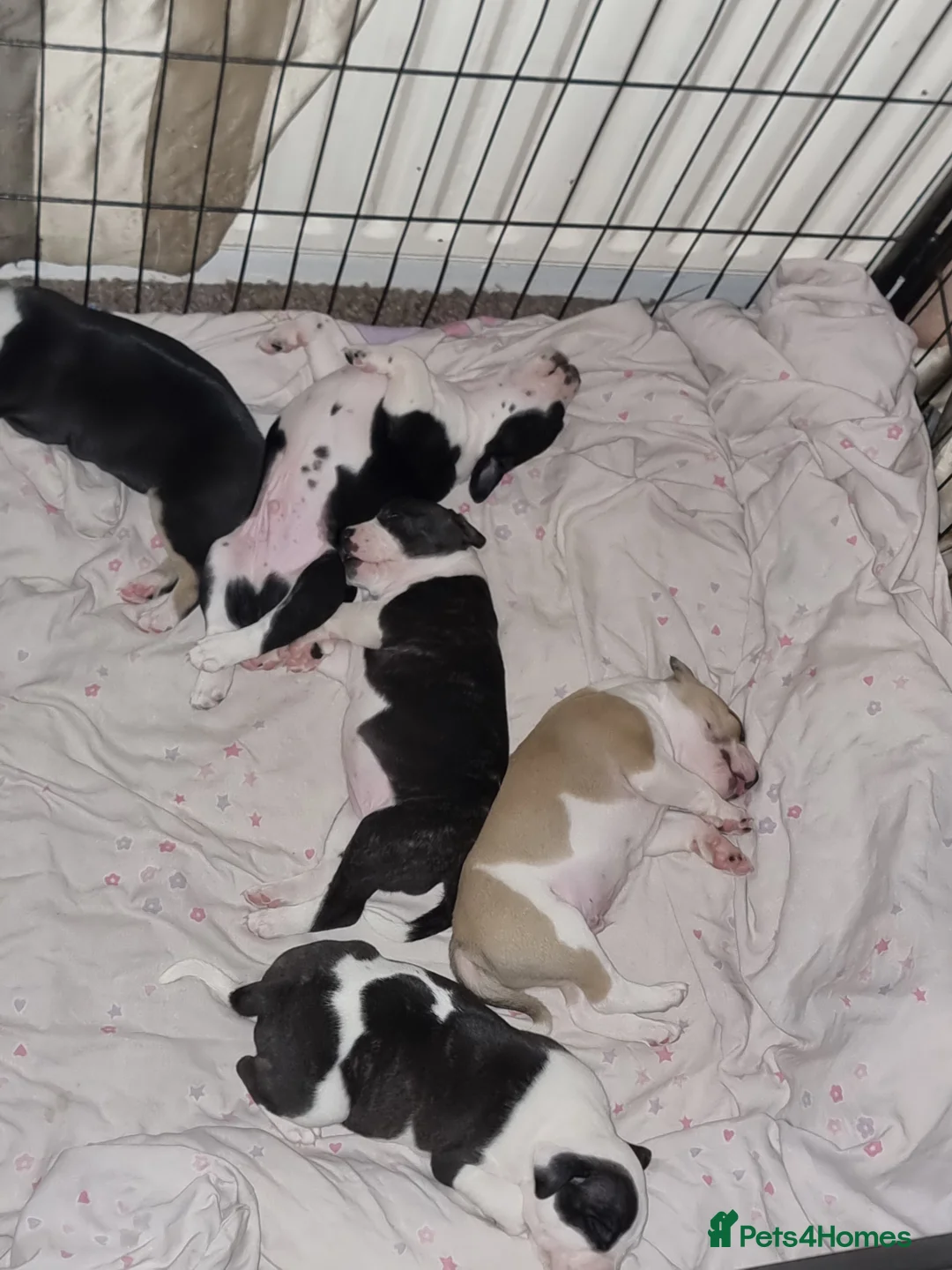 Mixed Breed dogs for sale: Beautiful Staffordshire cross puppies  in Stoke-on-Trent - Advert 25