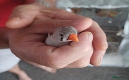 Finches birds for sale: Free Australian Finches - Image 1