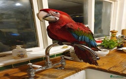 Macaws birds for sale: Proven breeding pair of Greenwing Macaws - Image 7