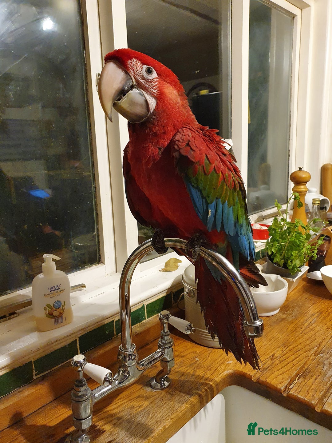 Macaws birds for sale: Proven breeding pair of Greenwing Macaws - Image 7