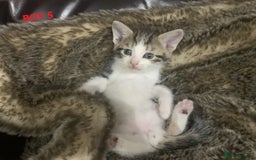 Mixed Breed cats for sale: 6 X BEAUTIFUL MIXED BREED KITTENS BORN 23.08.2025  - Image 16