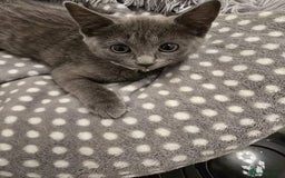 Russian Blue cats for sale: Female Russian blue kitten  - Image 13
