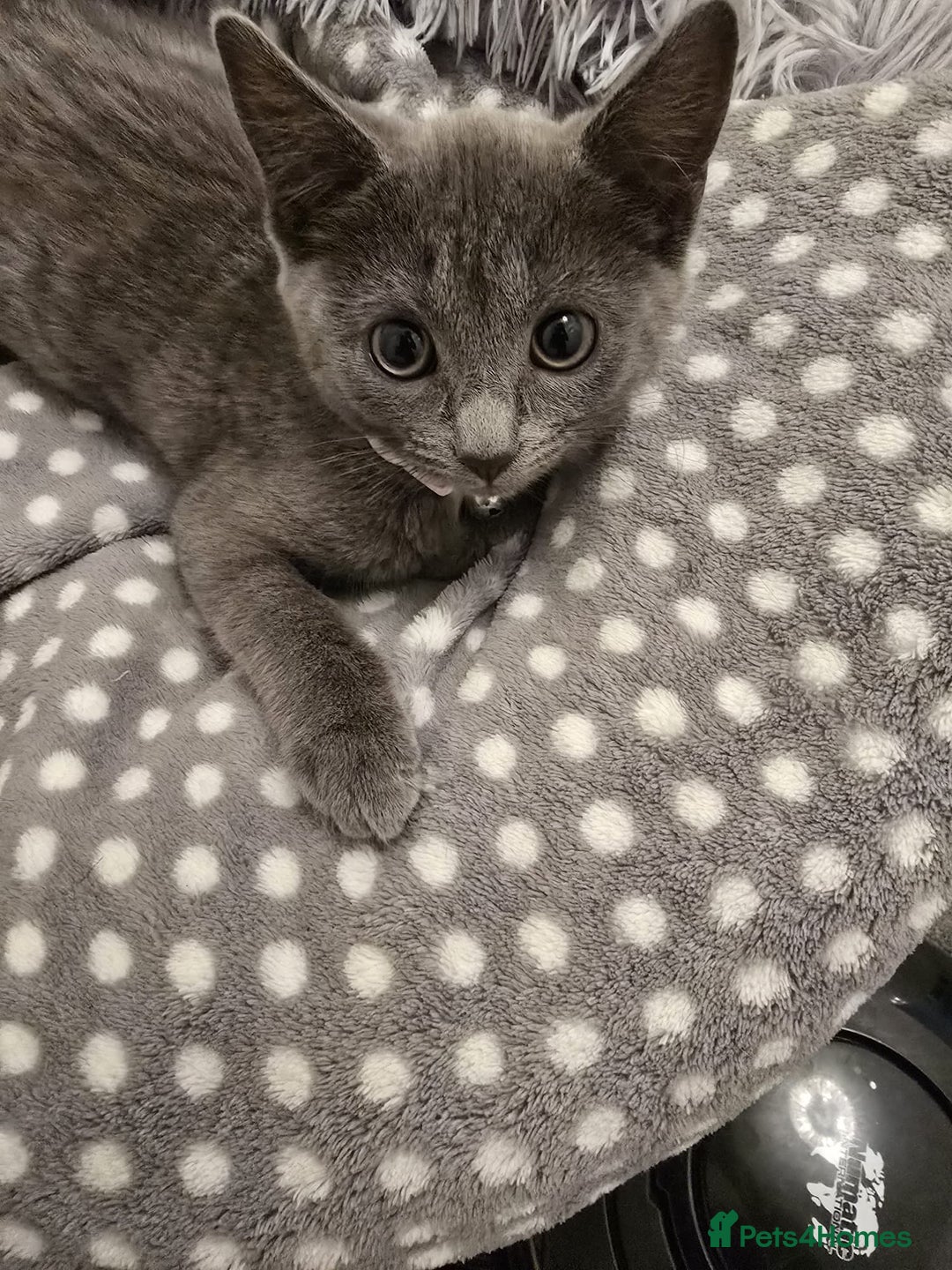 Russian Blue cats for sale: Female Russian blue kitten  - Image 13