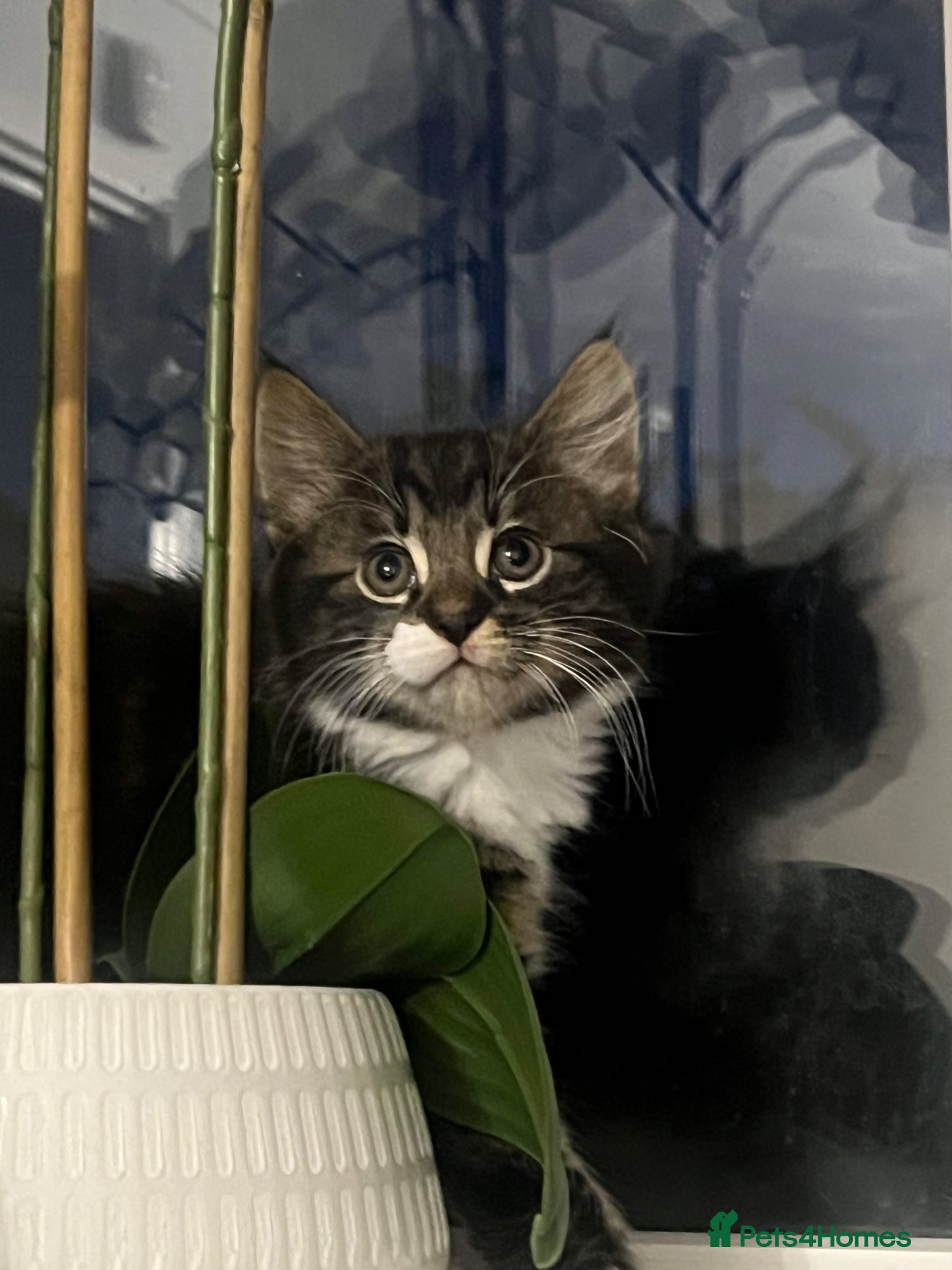 Mixed Breed cats 🐾 Adorable Kittens Looking for Loving Homes 🐾 - Advert 2