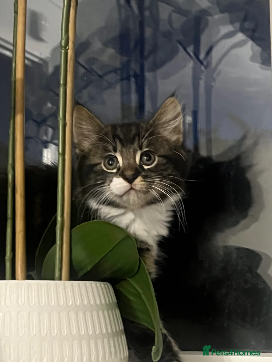 Mixed Breed cats for sale: 🐾 Adorable Kittens Looking for Loving Homes 🐾 - Advert 2