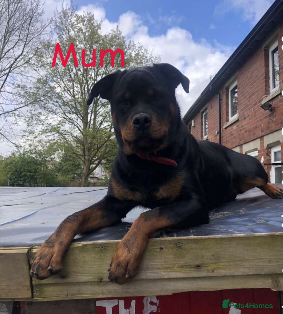 Rottweiler dogs for sale: 5 chunky pure pedigree Rottweiler pups - Image 23