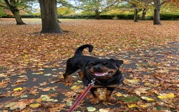 Rottweiler dogs for sale: Female Rottweiler - Image 8