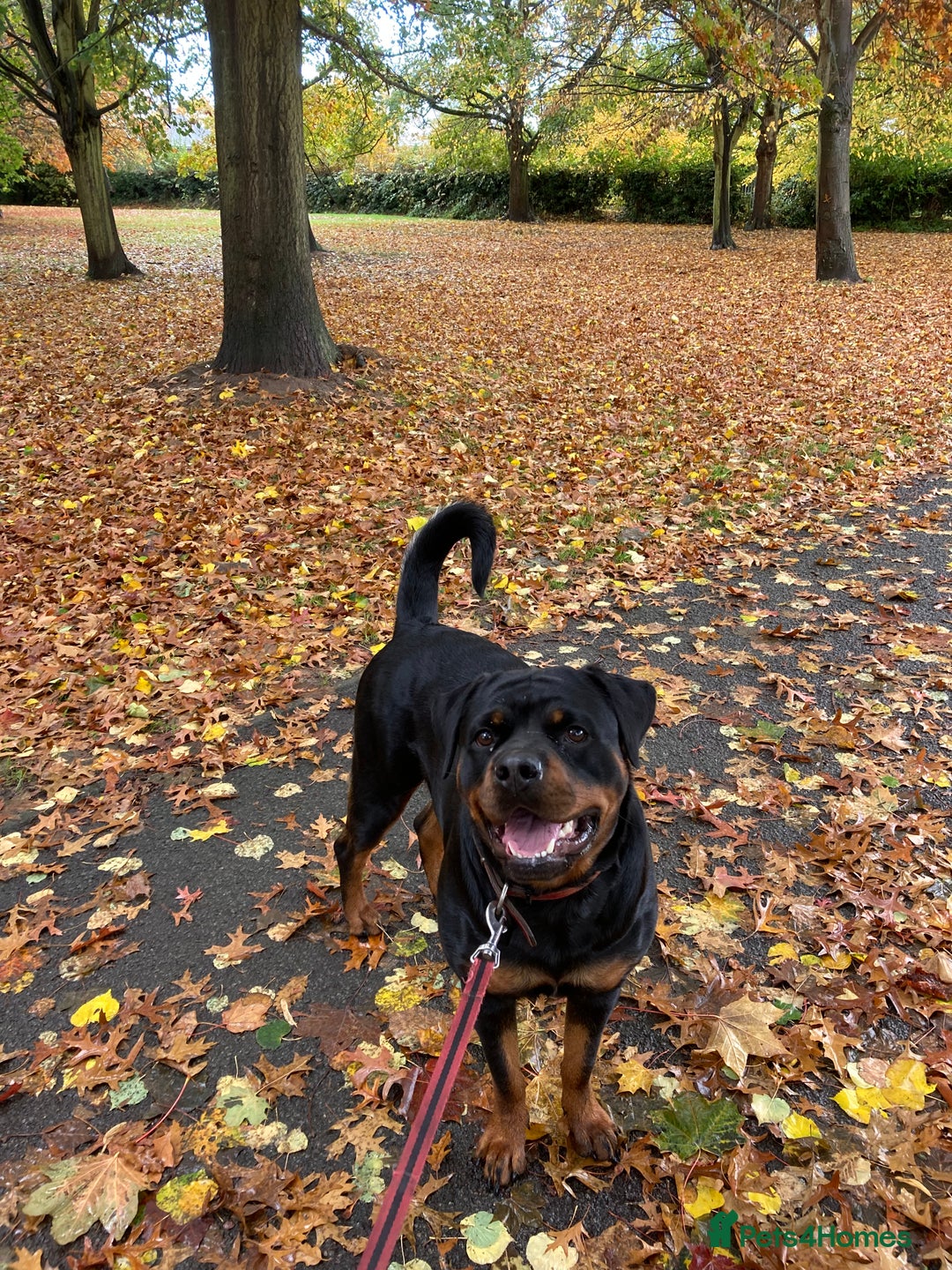 Rottweiler dogs for sale: Female Rottweiler - Image 8