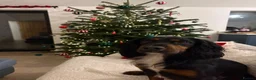 Sprocker dogs for stud: Sprocker stud  - Advert 2